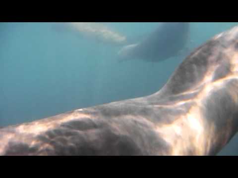 Snorkel con Lobos Marinos en Madryn Parte 2, con Julian Weich