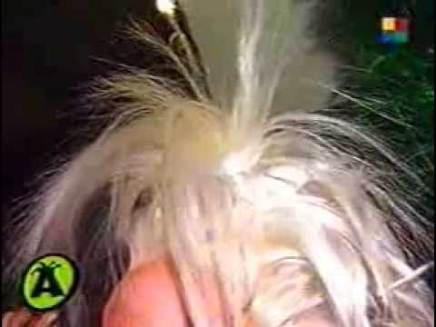 Desfile de Roho (Atorrantes 1998)